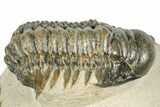 Detailed Crotalocephalina Trilobite - Atchana, Morocco #273067-1